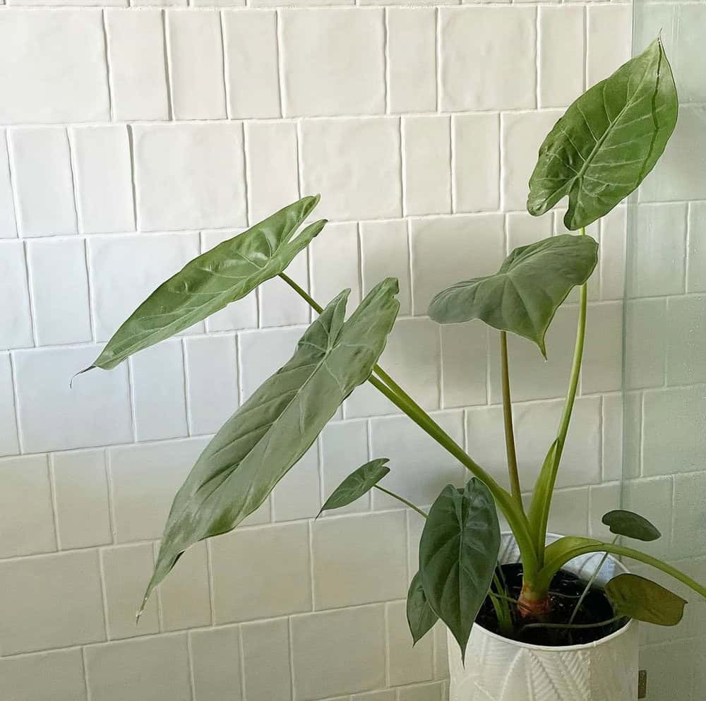 subway tile with white grout